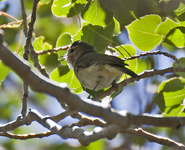 Warbling Vireo Western 0075
